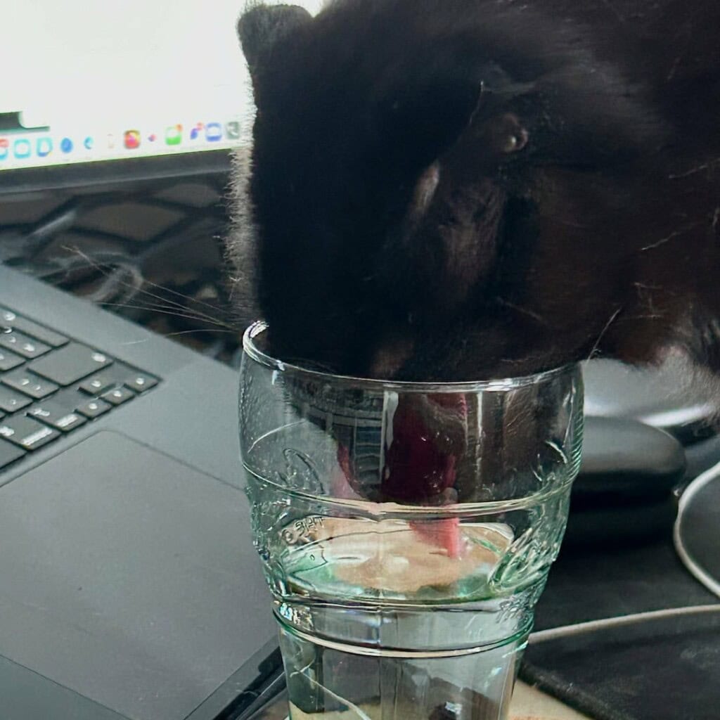 Katze trinkt aus Glas neben Laptop